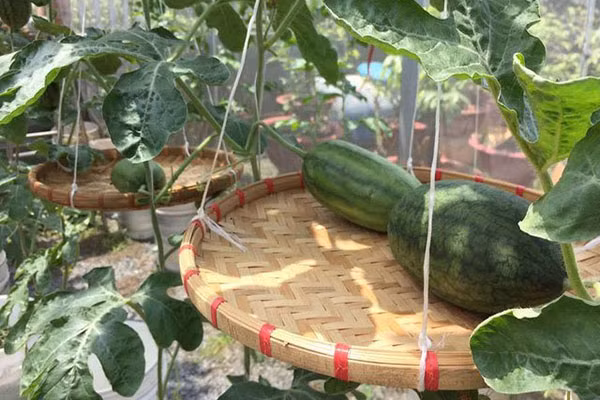 Những quả dưa hấu nằm trên giàn nhìn thôi đã cưng muốn xỉu.