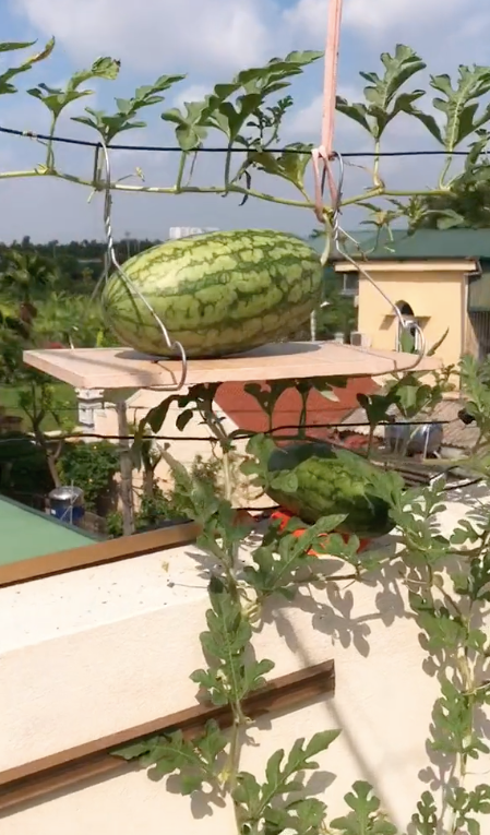 Cụ thể, chủ clip là một giáo viên tiểu học, đợt này ở nhà có thời gian đã nghiên cứu trồng dưa hấu trên sân thượng.