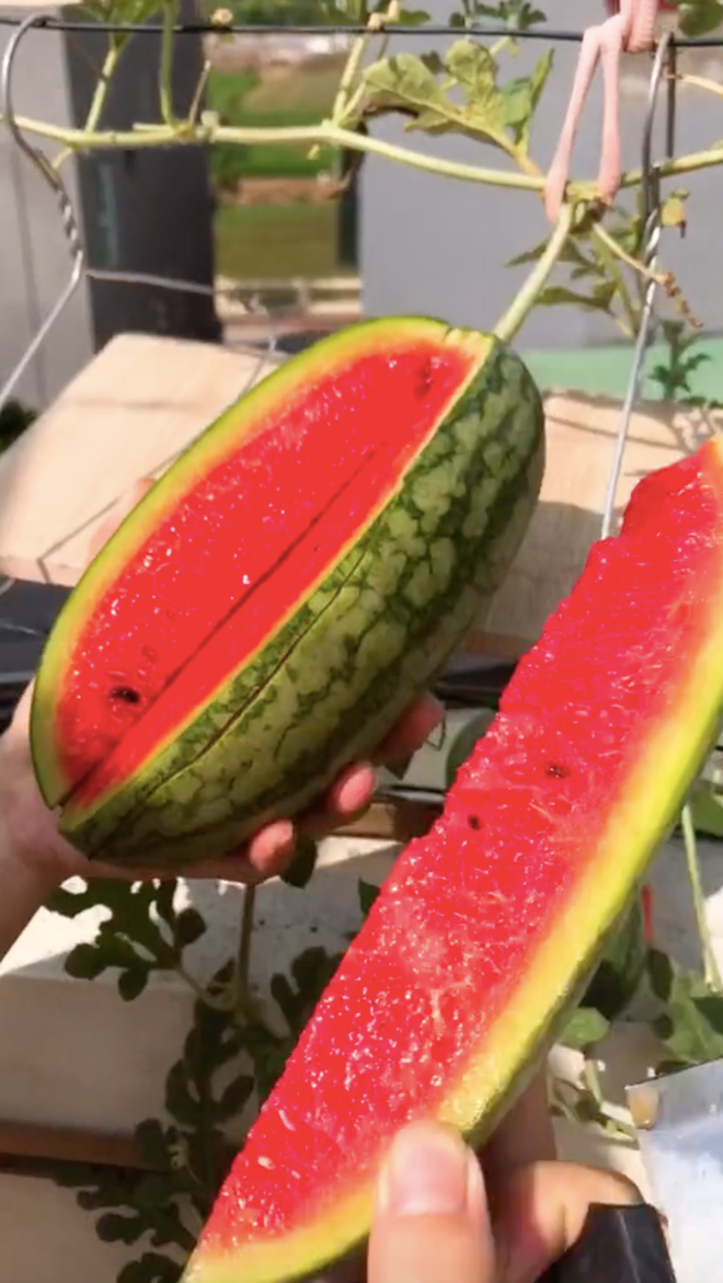 Khi bổ dưa hấu ra, cô giáo trẻ đã khiến netizen vỡ òa bởi bên trong thịt đỏ au, mọng nước, cùi mỏng.