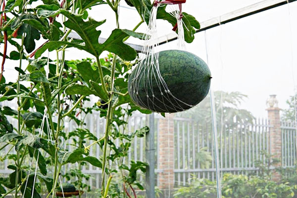 Trước đó, trên mạng không ít netizen khoe màn trồng dưa bá đạo của mình.