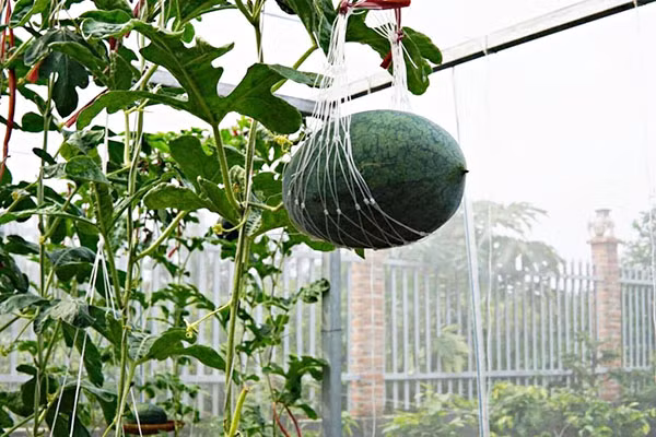 Trước đó, trên mạng không ít netizen khoe màn trồng dưa bá đạo của mình.