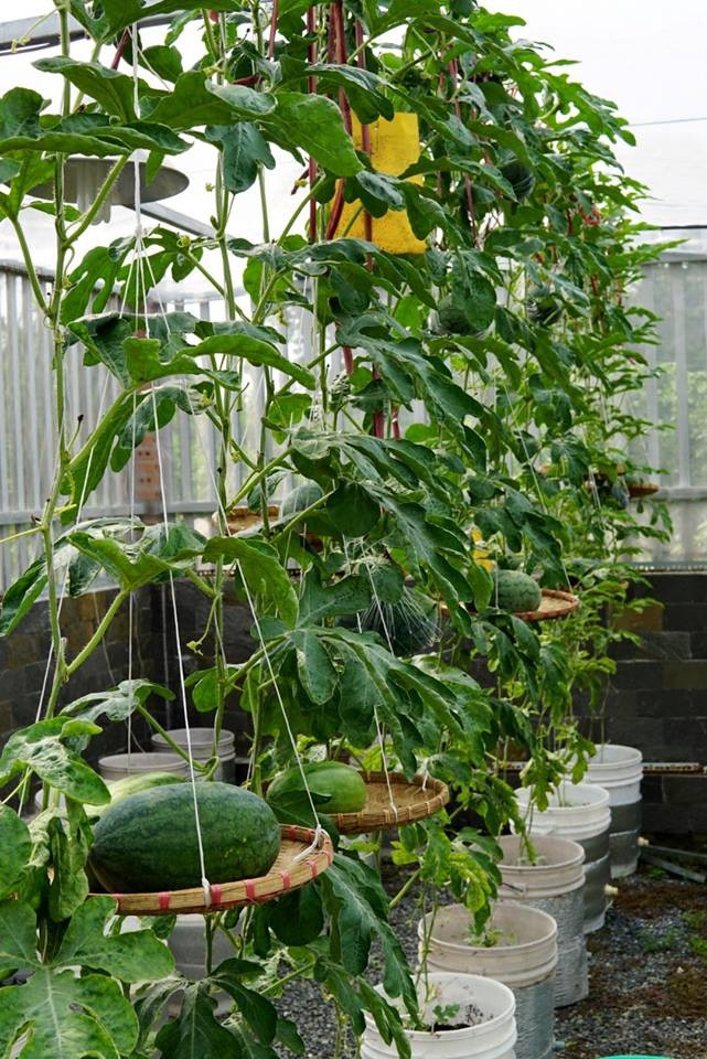 Cách làm giàn cho dưa cũng tạo nên sự ấn tượng.
