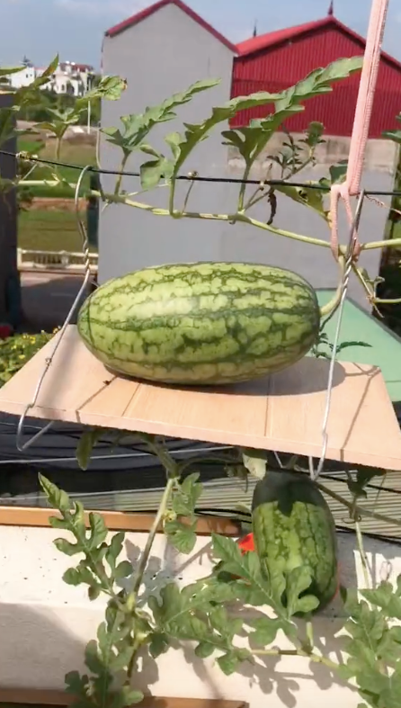 Cô áp dụng một vài mẹo cơ bản như tỉa hoa, tỉa lá để mỗi dây tập trung nuôi 1 quả dưa hấu, rồi làm giàn cho dưa bám.