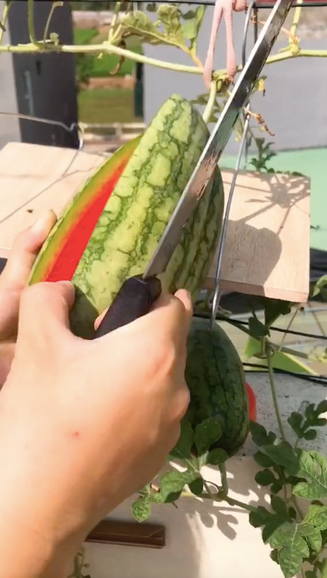 Khi vừa đưa lưỡi dao lên vỏ, quả dưa hấu của cô giáo trẻ đã nứt ra