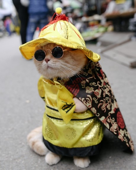 Theo đó, họ thương "boss" không thăng bằng được lại té ngã ra giữa đường thì khổ. Thậm chí, nhiều người còn cho rằng mèo có thần kinh yếu việc cho ra đường như này không tốt cho chúng.