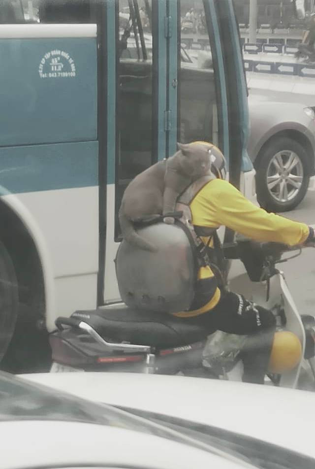 Điều đáng chú ý trong bức ảnh chú mèo được ví von là "chiếc khăn lông" đó là thái độ của thú cưng này khi phải ngồi ở vị trí đặc biệt như vậy lại vô cùng thản nhiên.