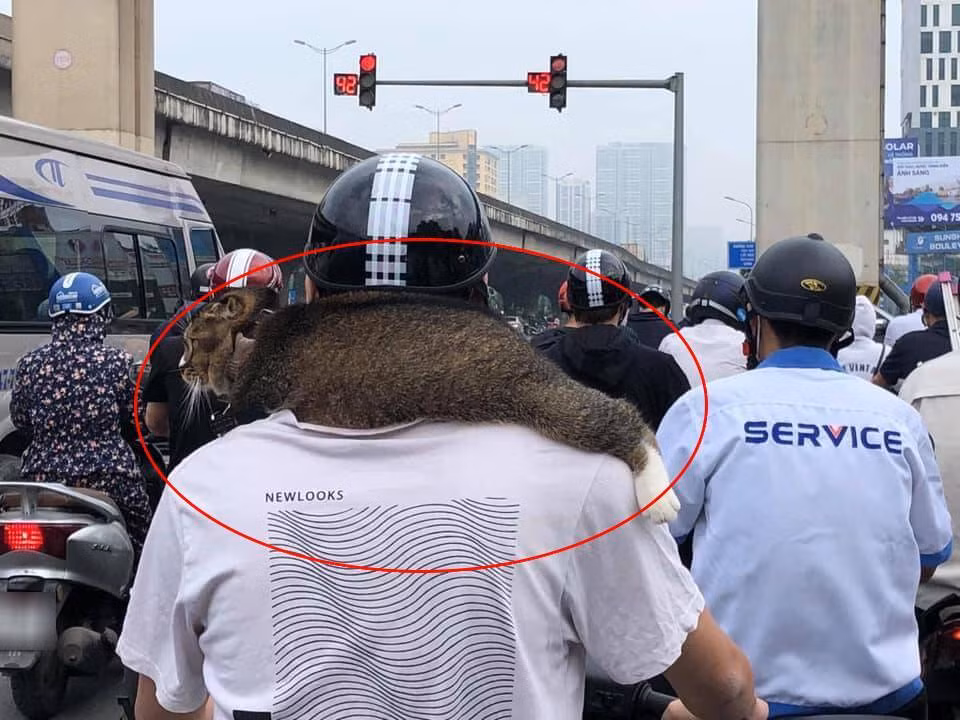 Cụ thể, mới đây trên mạng xã hội, một nickname đã đăng tải bài viết với giọng điệu bông đùa: "Sáng ra vội đi làm dừng đèn đỏ, mắt nổ mắt xịt thế nào lại thấy ông anh mặc quần đùi áo ngắn tay lại đeo quàng khăn lông. Đang nghĩ quái quỷ cái thời trang gì đây thì "chiếc khăn lông" đứng dậy nhìn mình."