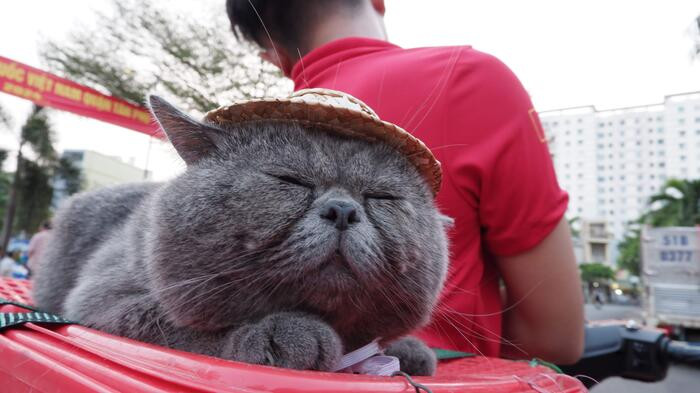 Theo những bức ảnh "chủ thớt" chia sẻ có thể dễ dàng nhận thấy đôi lúc, chú mèo trông còn rất "quạu" khi nhìn thấy ánh mắt của mọi người đi đường cứ đổ dồn vào "con sen" và mình, trong khi đường thì tắc.