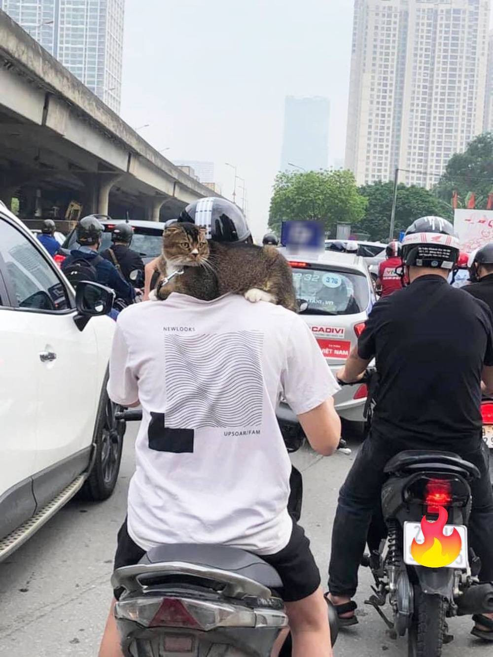 Nhìn kĩ, chiếc khăn lông mà "chủ thớt" nhắc tới ở đây thực tế là một con mèo. Cụ thể, trải dài người, vắt vẻo quanh cổ của nam thanh niên một cách điệu nghệ. Bởi thế, nếu chỉ nhìn lướt qua, chắc hẳn nhiều người sẽ dễ bị lầm tưởng bộ lông mềm mượt ấm áp đó là chiếc khăn choàng.