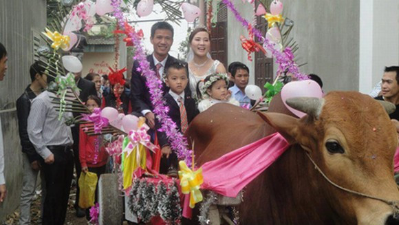 Từ công nông, xe tải cho đến dùng bò làm xe đón dâu thu hút sự chú ý của nhiều người.