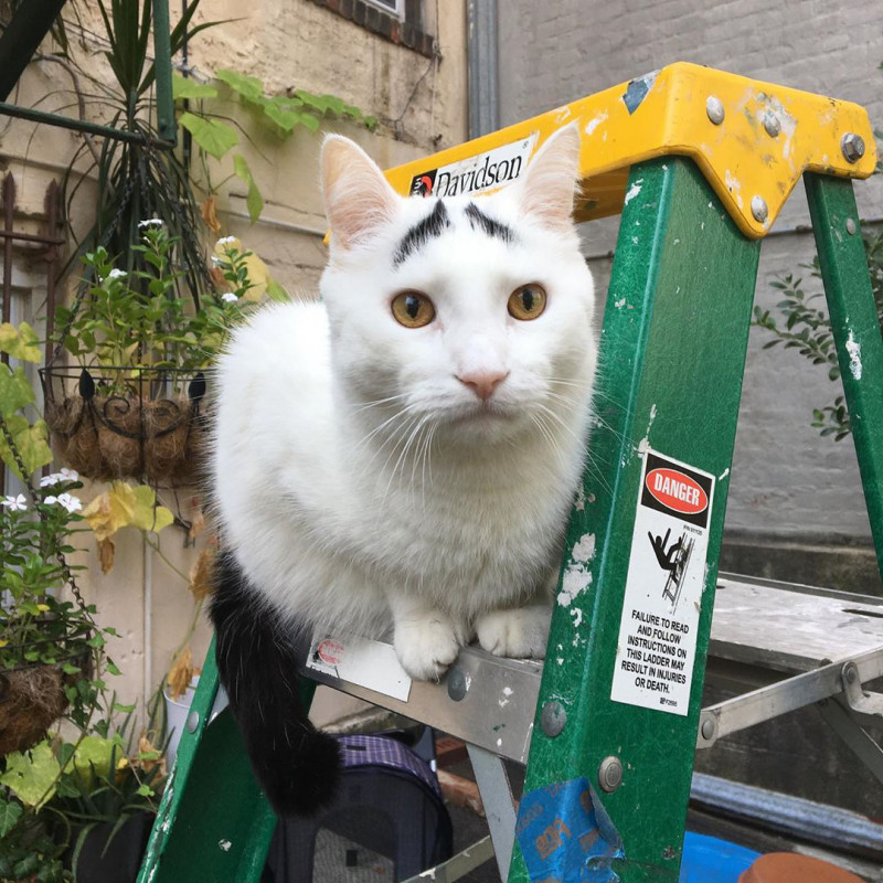 Chú mèo Sam là trường hợp đặc biệt hiếm gặp. Nhờ sở hữu cặp lông mày đen giống như người mà Sam nhanh chóng trở thành một ngôi sao. Chú mèo, được cho là ở thành phố New York, đã được nhiều người hâm mộ sau khi chủ nhân tung lên tài khoản Instagram khoảng 50 tấm ảnh của nó.