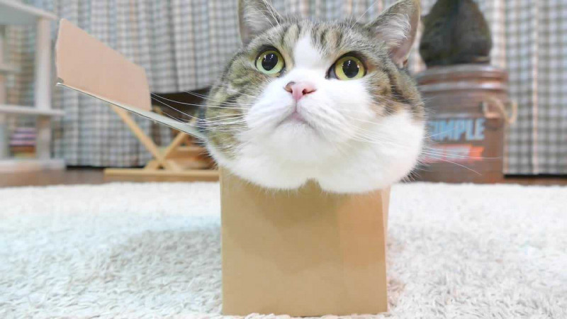 Lại thêm một chú mèo đến từ xứ sở hoa anh đào được yêu thích. Chàng mèo Maru đáng yêu nhất nhì Nhật Bản không chỉ vì vẻ bề ngoài xinh xắn mà còn bởi sở thích nằm co mình vào trong những đồ vật chật chội như hộp giấy, hộp nhựa... Maru sẽ chơi đùa với chiếc túi giấy cả ngày mà không biết chán. Tuy nằm trong những chiếc hộp nhỏ nhưng những chuyển động của chú rất khéo léo. Chú mèo có khuôn mặt tròn này cũng rất lười nên phần lớn thời gian chú đi tìm những vật có khoảng không chật để ngủ.