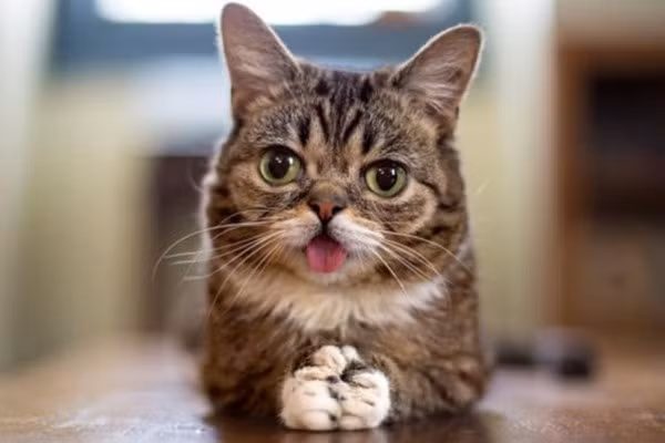 Lil Bub là một chú mèo nổi tiếng ở Mỹ được biết đến với ngoại hình độc đáo. Chú mèo không răng, hàm dưới rất ngắn so với hàm trên như kiểu chú bị "móm" vậy. Trên trang Facebook cá nhân, hiện tượng mạng này có trên 1,7 triệu người theo dõi.