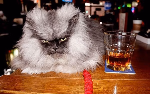 Sở hữu khuôn mặt dữ tợn Colonel Meow là chú mèo giống Ba Tư có bộ lông xù được rất nhiều người hâm mộ. Chú cũng có một hoàn cảnh đáng thương, bị bỏ rơi ở Seattle,Washington, Mỹ và được cô Anne Marie Avey nhận về nuôi từ một trung tâm chăm sóc động vật bị bỏ rơi. Bức hình đầu tiên của chú được tung lên mạng xã hội facebook, ngay lập tức đã nhận được 32.000 nút like (thích) từ những người hâm mộ khắp thế giới. Tuy nhiên, đầu tháng 1/2014 vừa qua, Colonel đã chết do bị ốm sau ca phẫu thuật tim và truyền máu.