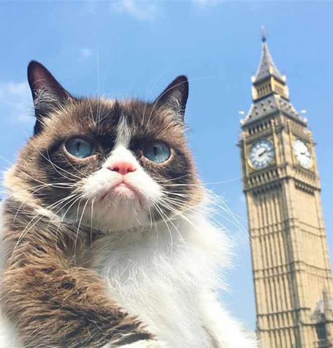 Cô mèo Tardar Sauce nổi tiếng bởi khuôn mặt rất chi là biểu cảm "mặt ngu" hay "gương mặt gắt gỏng". Gương mặt "hình sự" được nhiều người yêu thích thậm chí dùng để chế ảnh "troll". Với hơn 6 triệu người hâm mộ trên Facebook. Cô mèo cũng có 521.000 người theo dõi trên Instagram và 255.000 theo dõi trên Twitter.