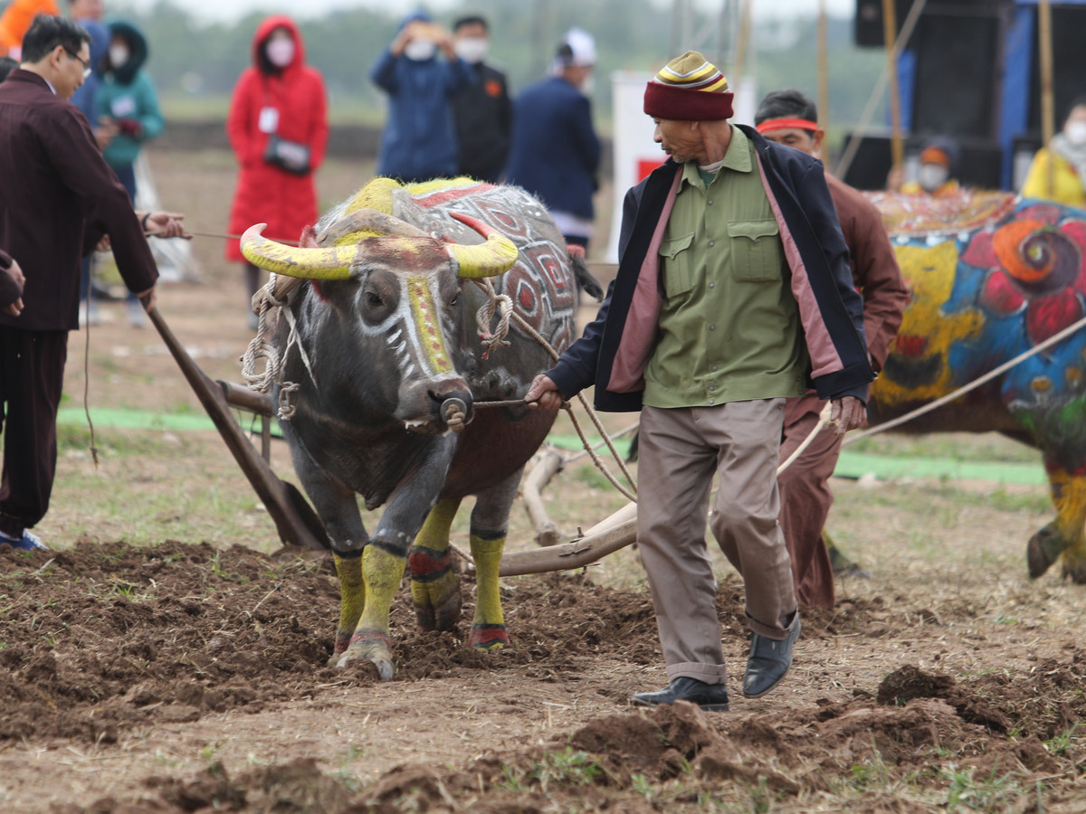 Những luống cày nâu tươi màu bật lên được các cô thôn nữ với giỏ hạt ngũ cốc đủ sắc màu gieo trên những luống cày hứa hẹn một năm mùa màng bội thu, no đủ.