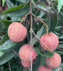 Mới đây trên MXH, một cô gái đã chia sẻ đoạn video ghi lại "động thái của bác hàng xóm" đã làm dân mạng ai nấy đều hả hê vì cái kết.