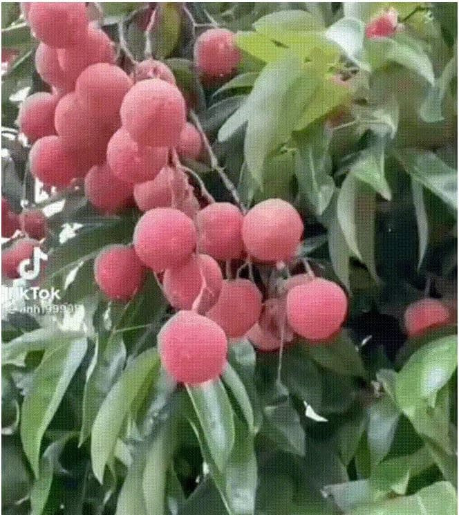 Chuyện là mới đây, một cô gái đã than vãn trên TikTok rằng bác hàng xóm nhà mình đã leo rào, chặt toàn bộ những cành vải thiều rũ sang nhà mình.