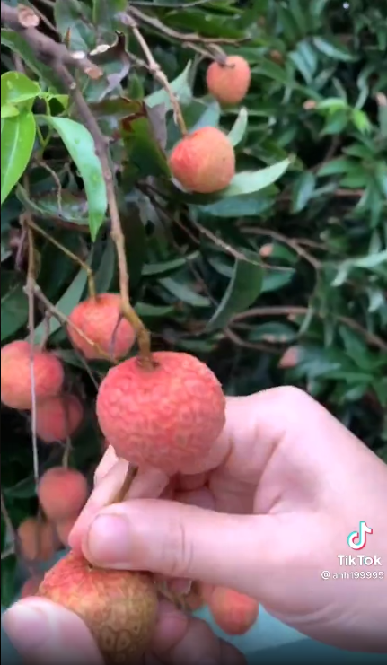 Trong clip, cô gái thể hiện giọng điệu tiếc nuối rằng từ nay hết đường... "ngắm những quả vải thiều" nhà hàng xóm nữa