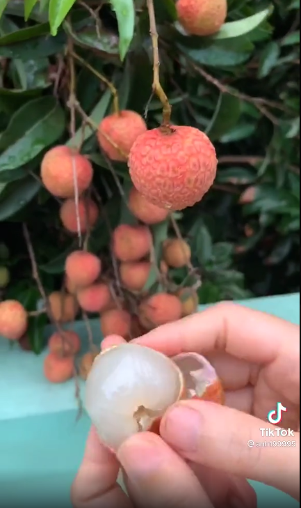 Lục tìm những clip khác trên kênh TikTok của cô gái, hoá ra cách đó không lâu, thanh niên này từng khoe video ăn vải thiều nhà hàng xóm.