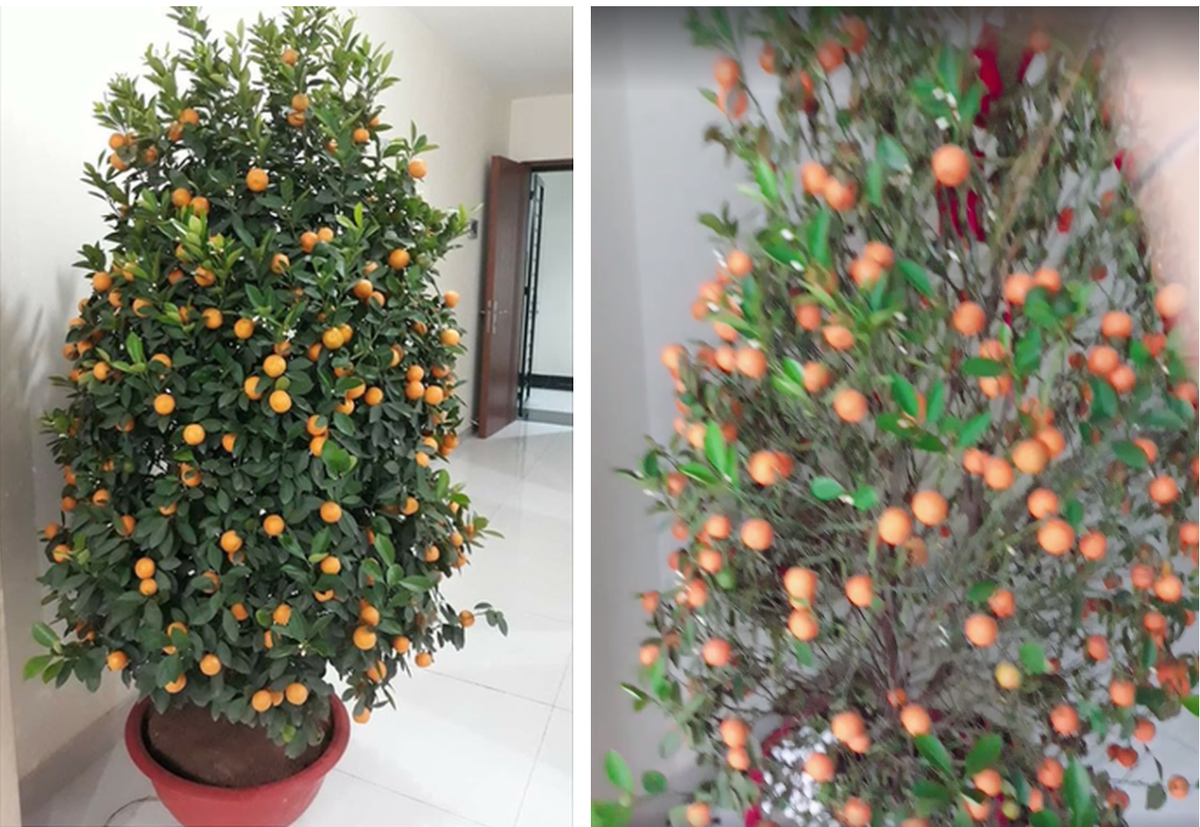 Tết Nguyên đán đã đến cận kề. Thời điểm này nhiều mặt hàng phục vụ Tết đã bắt đầu sôi động tấp nập, nhất là thị trường hoa và cây cảnh. Cũng vì lẽ đó, không ít trường hợp "dở khóc dở cười" khi dính chiêu thức lừa đảo nhằm thu lợi nhuận bất chính từ người tiêu dùng dịp cận Tết.