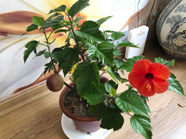 Cây táo bonsai nhưng lại nở ra hoa dâm bụt.