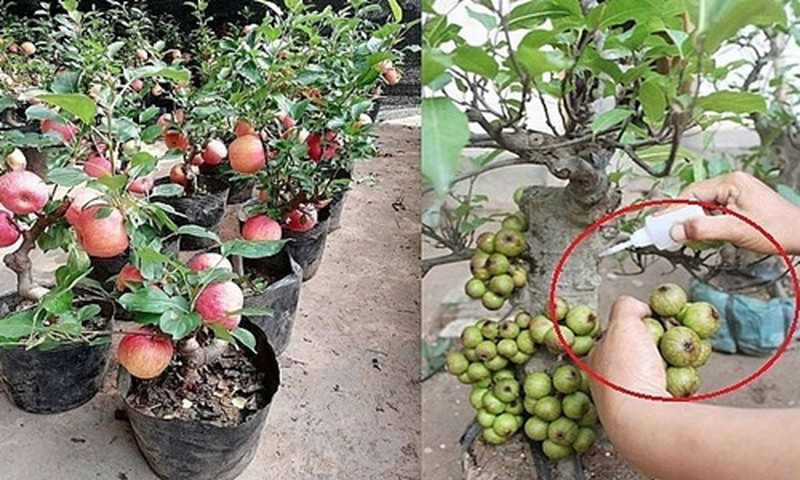 Táo bonsai và sung là 2 loại cây dễ bị dính vào chiêu lừa dán keo vào quả nhất dịp Tết.