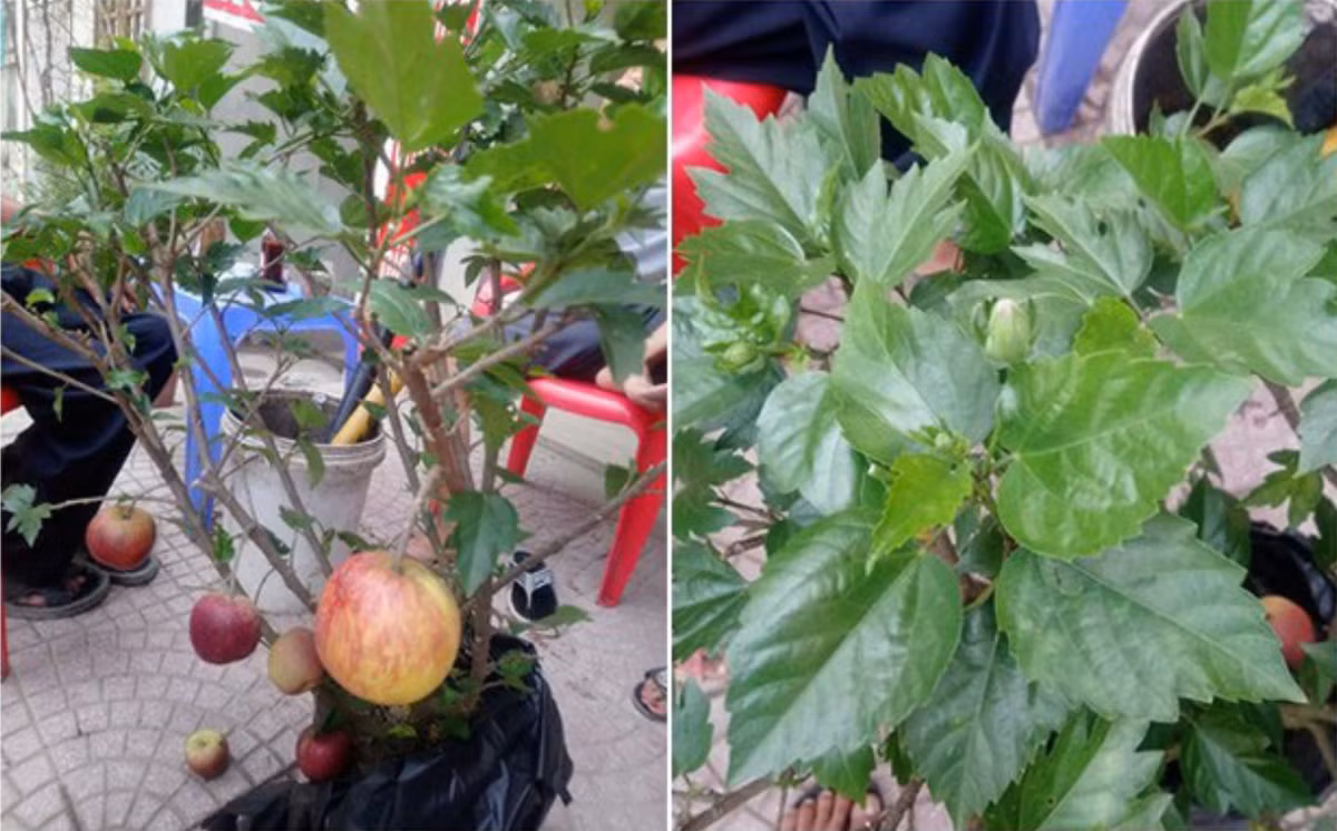 Táo bonsai là loại cây được ưa chuộng dịp Tết này. Tuy nhiên, nhiều người thay vì mua được cây táo bonsai lại bị lừa mua trúng những cây dâm bụt hay những cây mít chi chít táo dưới gốc.