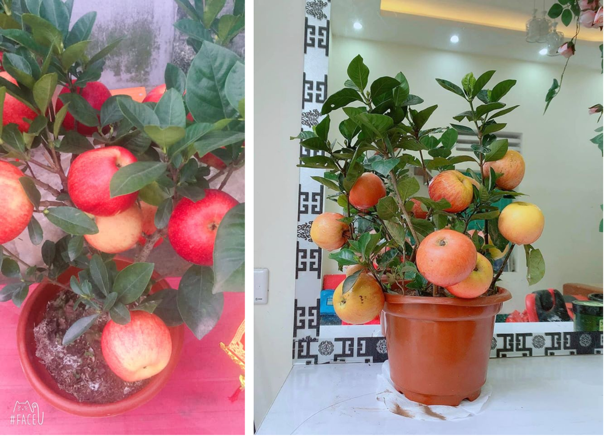 Cây dâm bụt fake có táo được dính bằng keo 502 từng khiến bao người phải ôm hận.