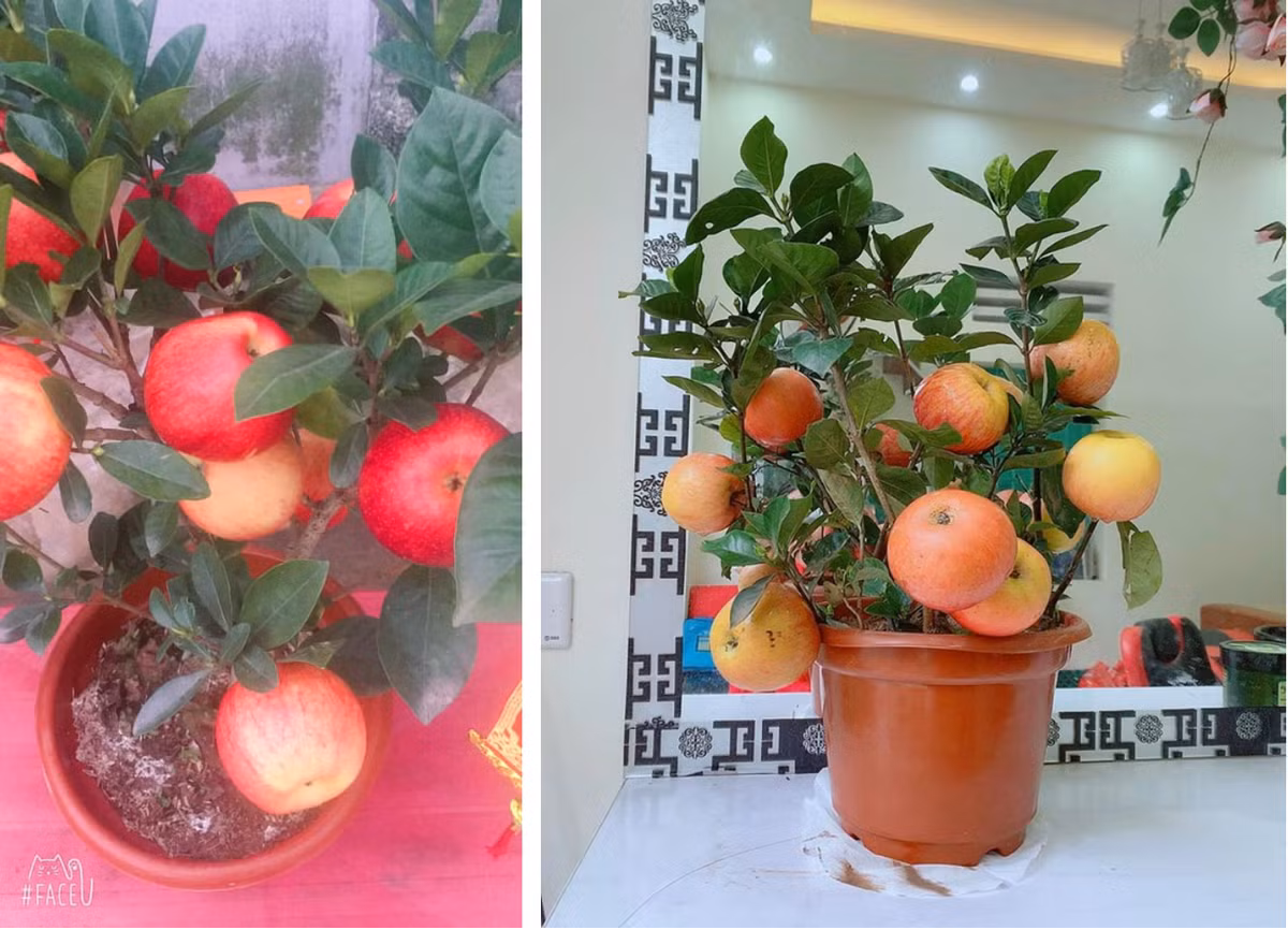 Cây dâm bụt fake có táo được dính bằng keo 502 từng khiến bao người phải ôm hận.