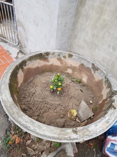 Mua quất qua mạng và cái giá phải trả.