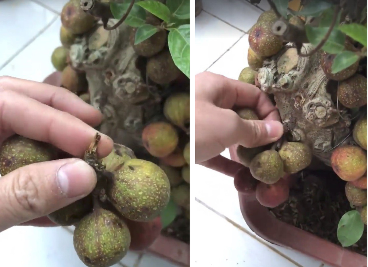 Chậu sung cảnh được dính bằng keo con voi, 3 ngày sau mua là héo như chưa bao giờ được héo.