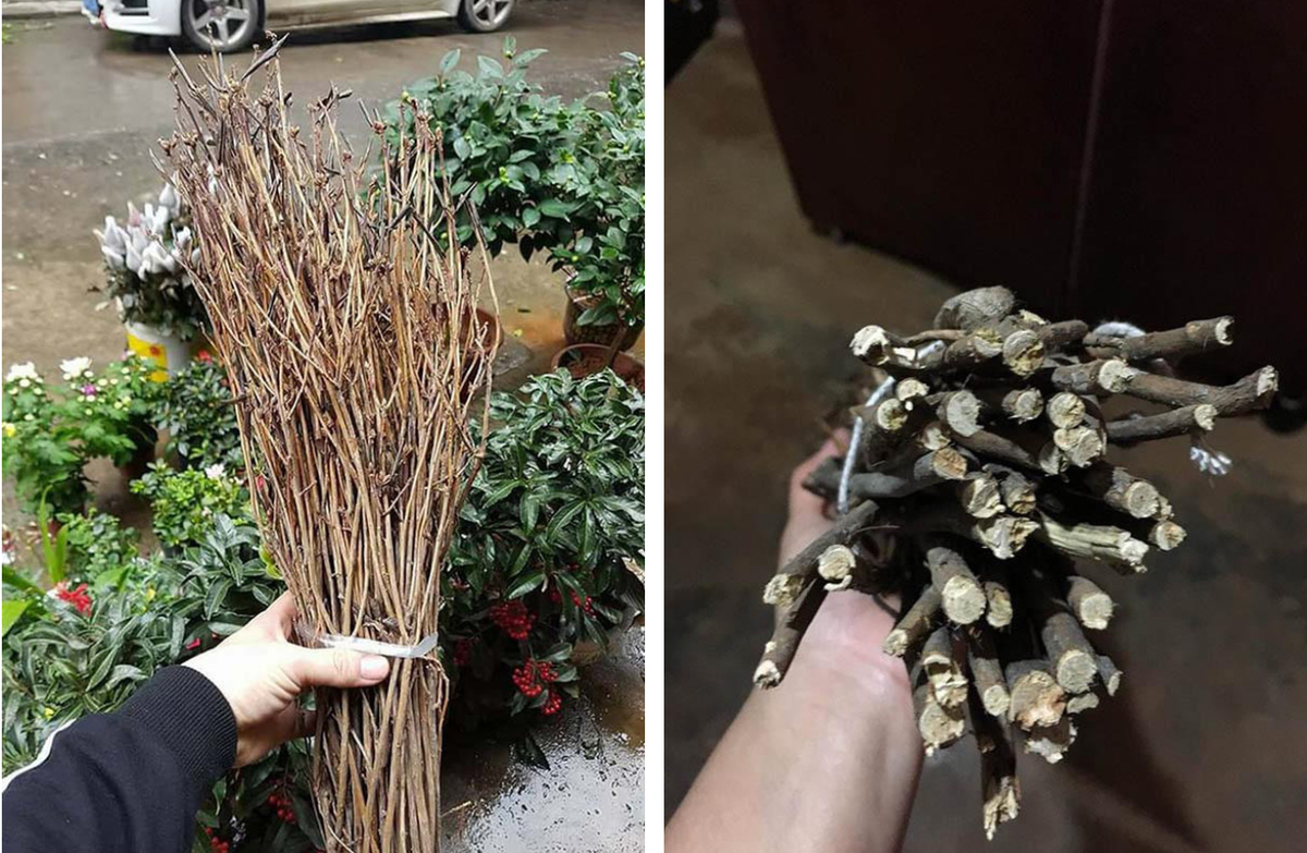 Thời gian trưng hoa đỗ quyên cũng khá dài, được khoảng nửa tháng. Tuy nhiên, mua về mới biết đây chỉ là mấy cành củi khô.