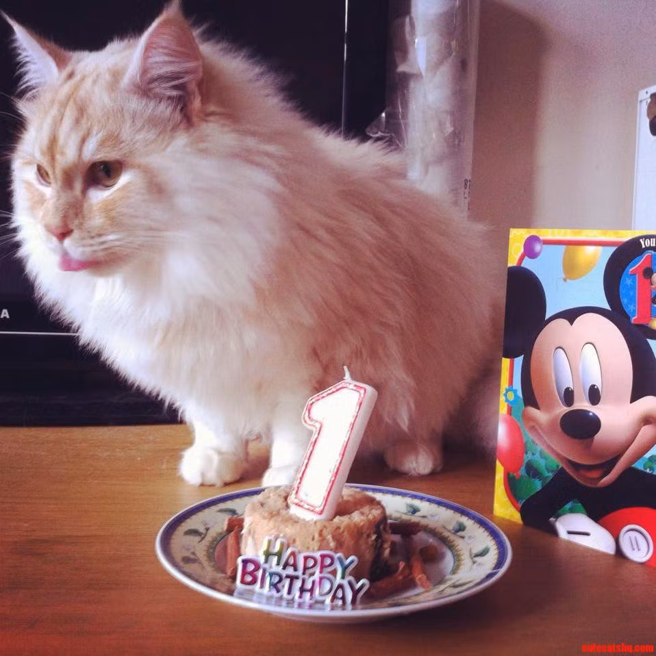 Thay vì thổi nến bánh gato như các "con sen", trong sinh nhật các "boss" thứ được lựa chọn đó là những hộp pate béo ngậy.