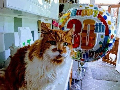 Sinh nhật tuổi 30 của một chú mèo từng khiến dân mạng để lại bình luận ngưỡng mộ bởi sự hoành tráng.
