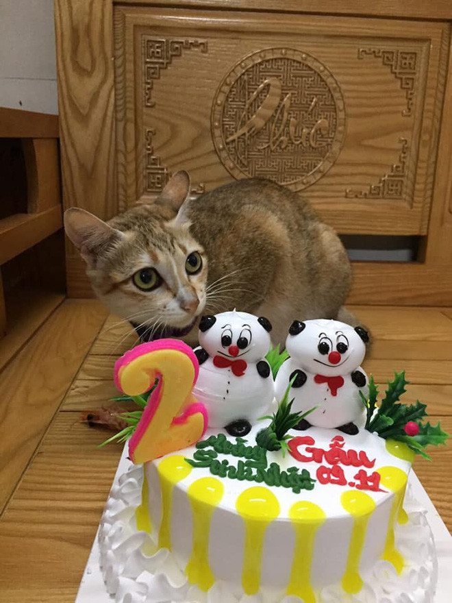 Nhiều người hài hước nhận xét trông em bé không được... vui lắm khi thấy con mèo được cưng chiều đến thế.