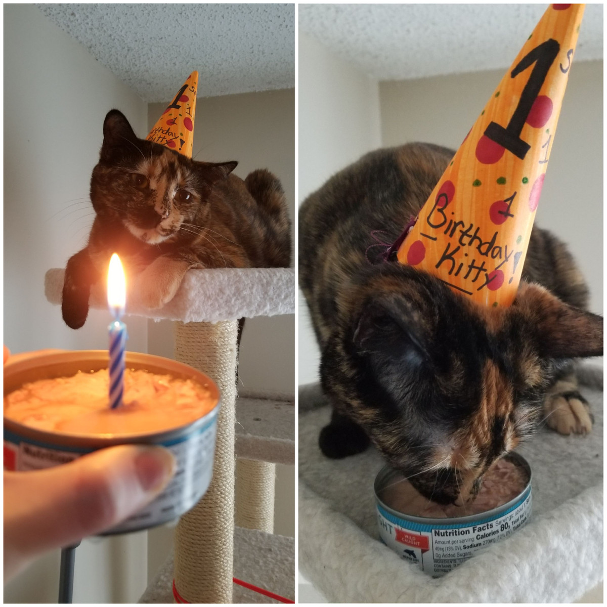Sau màn thổi nến sinh nhật, chú mèo ngay lập tức hưởng thụ chiếc bánh đặc biệt.