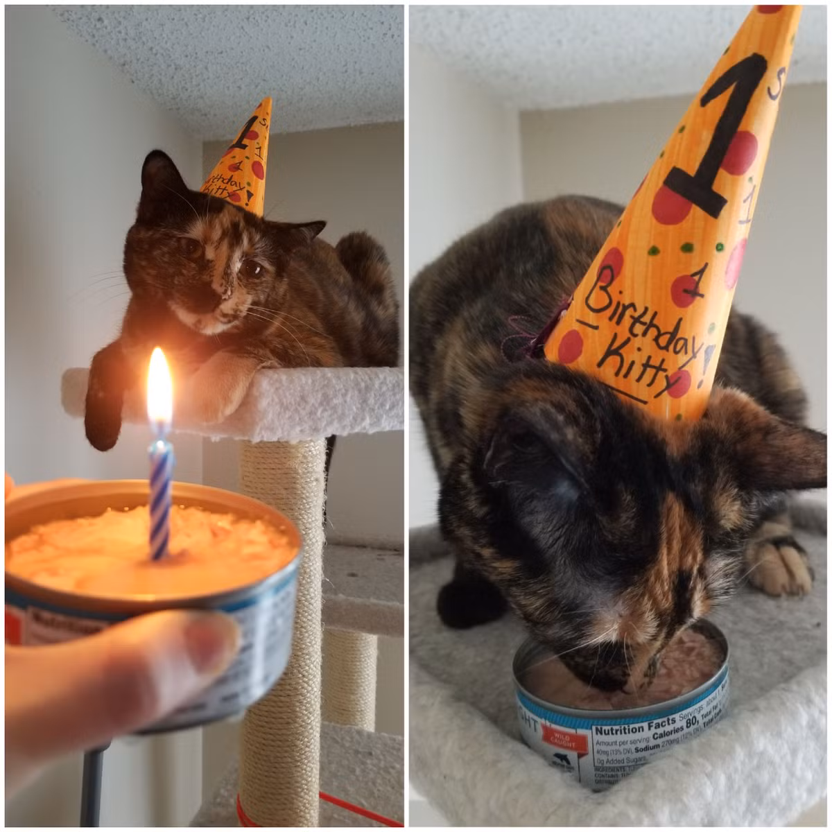 Sau màn thổi nến sinh nhật, chú mèo ngay lập tức hưởng thụ chiếc bánh đặc biệt.