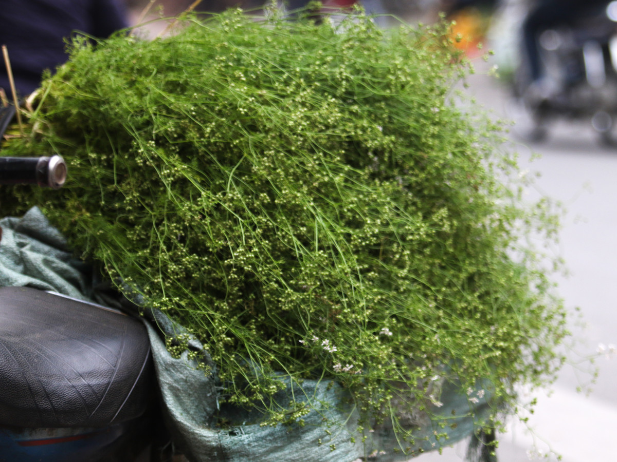 Cùng với nhịp sống hiện đại, những nét truyền thống như tắm nước lá mùi khộng những vẫn tồn tại mà ngày càng phổ biến, trở thành một phong tục đẹp không thể thiếu trong ngày Tết mà ai cũng hào hứng giữ gìn..