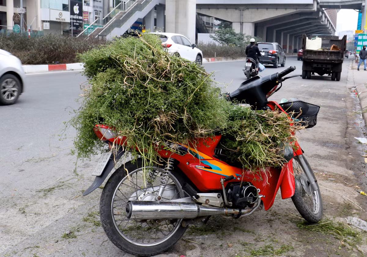 Đi chợ Tết vào những ngày 29, 30, trong rất nhiều thứ cần mua, các bà nội trợ không bao giờ quên lá mùi già về đun nước tắm. lá