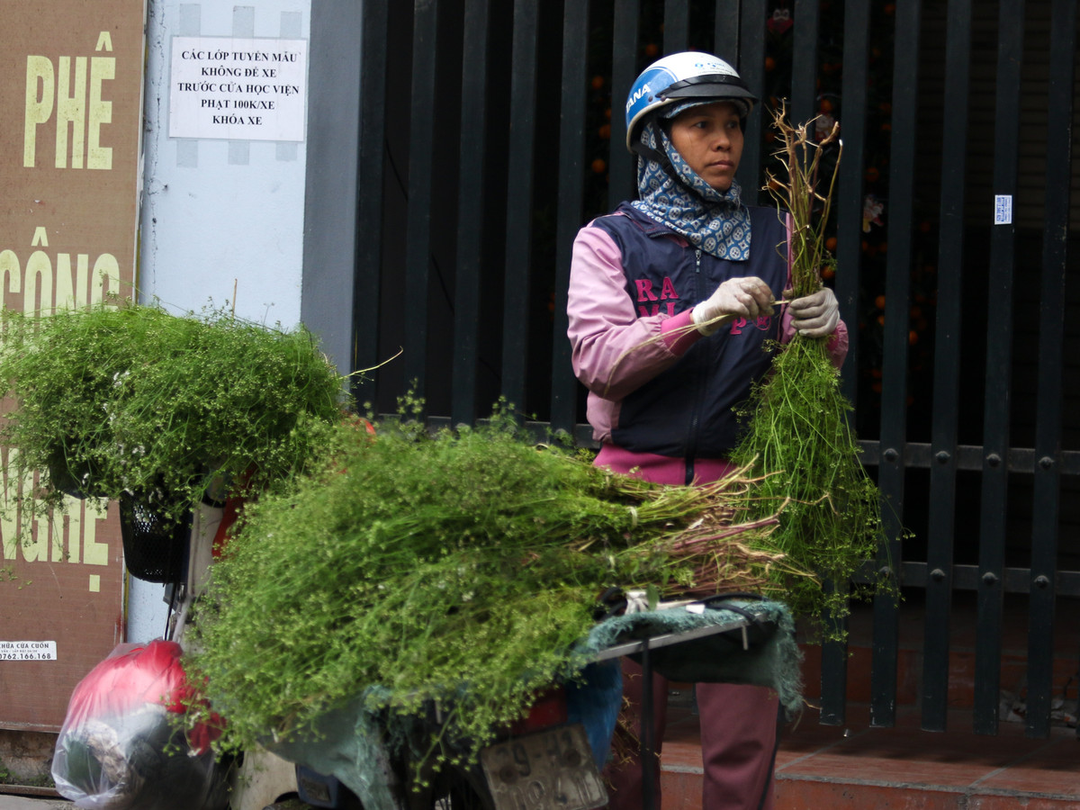 Lá mùi già mua về sẽ được rửa sạch, không để nát lá rồi cho vào nồi nước đun sôi sẽ tạo mùi thơm rất dễ chịu khi tắm.
