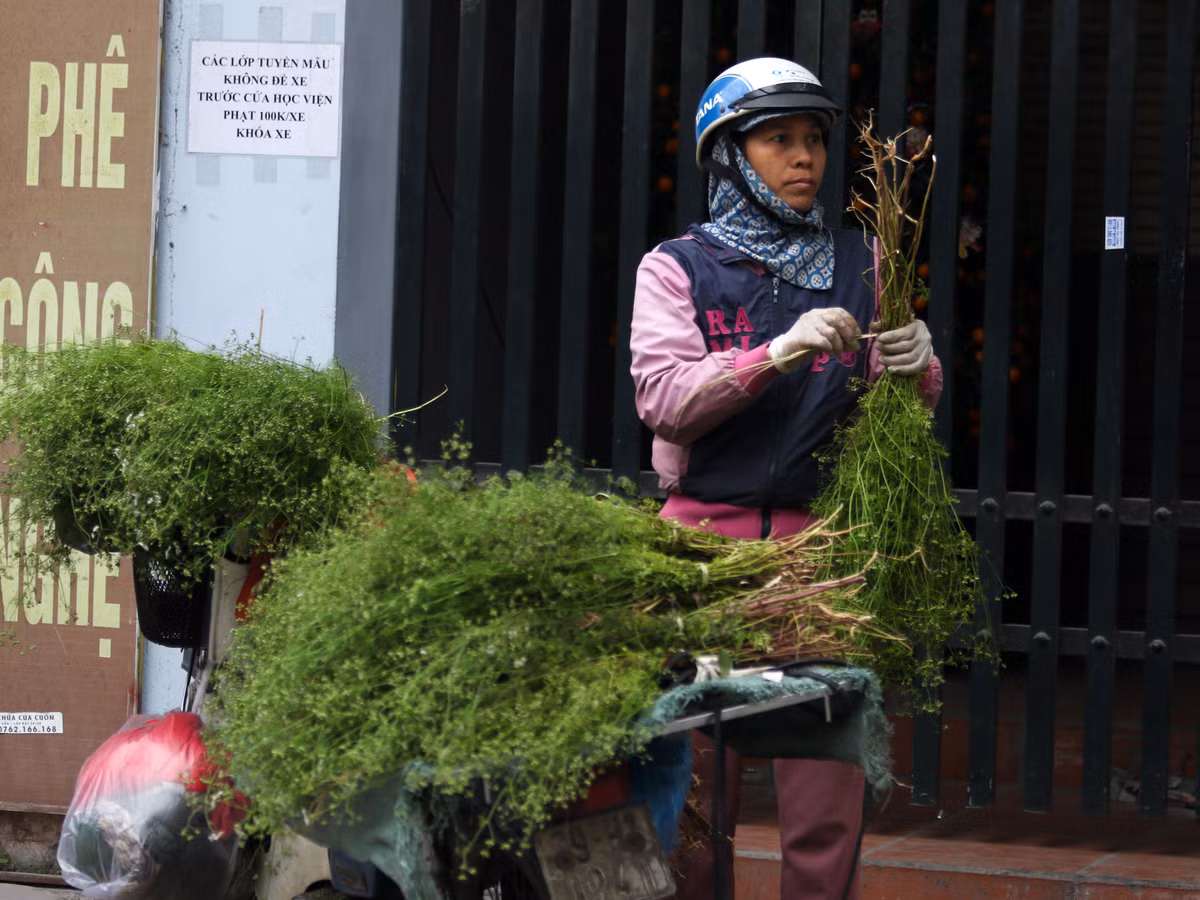 Lá mùi già mua về sẽ được rửa sạch, không để nát lá rồi cho vào nồi nước đun sôi sẽ tạo mùi thơm rất dễ chịu khi tắm.