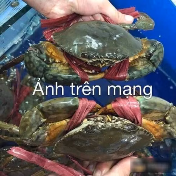 Người mua hỏi: "Các bác cho em hỏi xíu. Kiến thức về hải sản của em hơi kém. Không ấy các bác nào rành cho em hỏi là cua để 1 tiếng không hấp ngay là thịt biến mất hết không còn dấu vết hay sao ạ? Em mua cua của 1 bạn đăng trên nhóm. Ảnh thì thế kia mà nhận được thì bé bằng 4 ngón tay. Thôi thì em vẫn nhận, bỏ qua vấn đề bé vì thấy bạn ý bảo bao óp, em nhận và hỏi nếu óp thì như thế nào. Bạn ý bảo óp, em chuyển khoản lại....