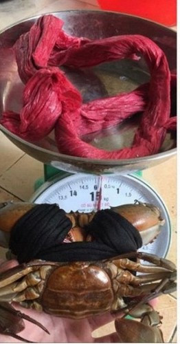 Chính việc những chiếc dây buộc cua quá nặng khiến cân nặng bị đội lên rất nhiều.