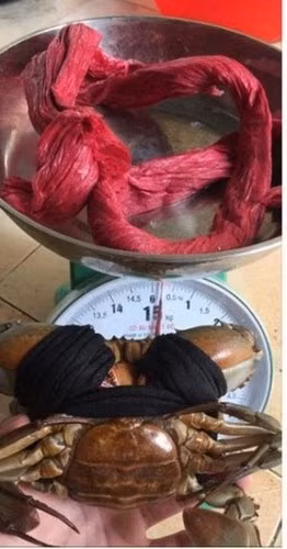 Chính việc những chiếc dây buộc cua quá nặng khiến cân nặng bị đội lên rất nhiều.