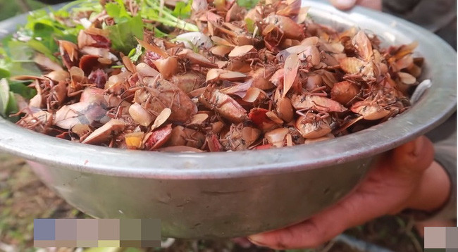 Nếu không chế biến kĩ, lượng độc tố trong bọ xít có thể phát tác rất mạnh.