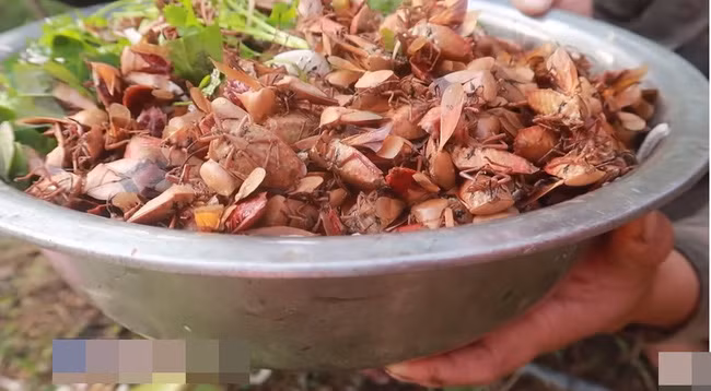 Nếu không chế biến kĩ, lượng độc tố trong bọ xít có thể phát tác rất mạnh.