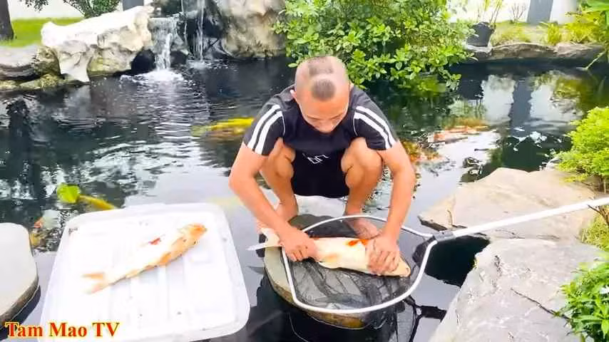 Sau hơn 3 năm, anh em Tam Mao TV đã xây được 2 biệt thự to nhất làng và bên cạnh đó là hồ cá koi tiền tỷ khiến ai nhìn vào cũng choáng váng.