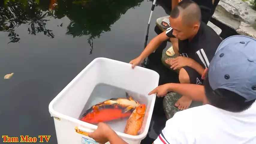 Mới đây trên kênh chính thức của Tam Mao TV đăng tải clip “Đàn cá Koi của Mao đệ lần lượt ra đi” thu hút hàng chục nghìn người theo dõi chỉ sau vài giờ.
