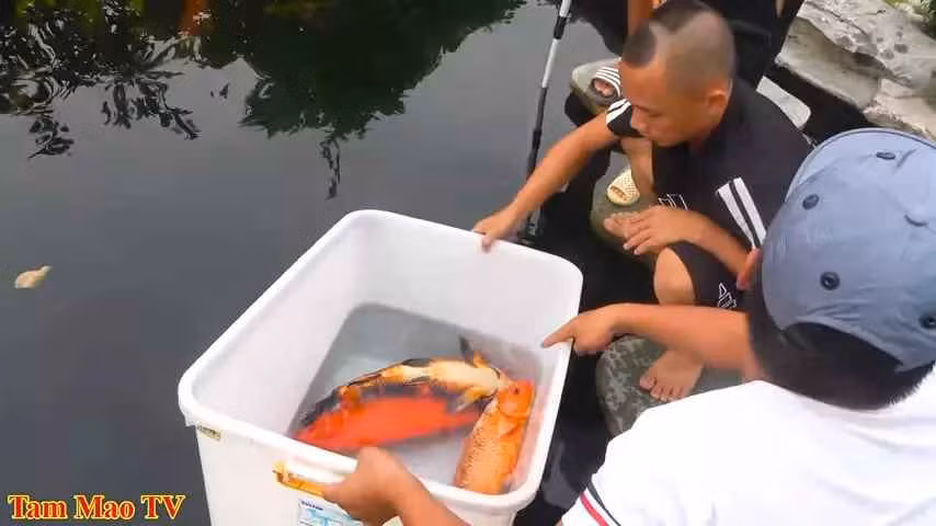 Mới đây trên kênh chính thức của Tam Mao TV đăng tải clip “Đàn cá Koi của Mao đệ lần lượt ra đi” thu hút hàng chục nghìn người theo dõi chỉ sau vài giờ.